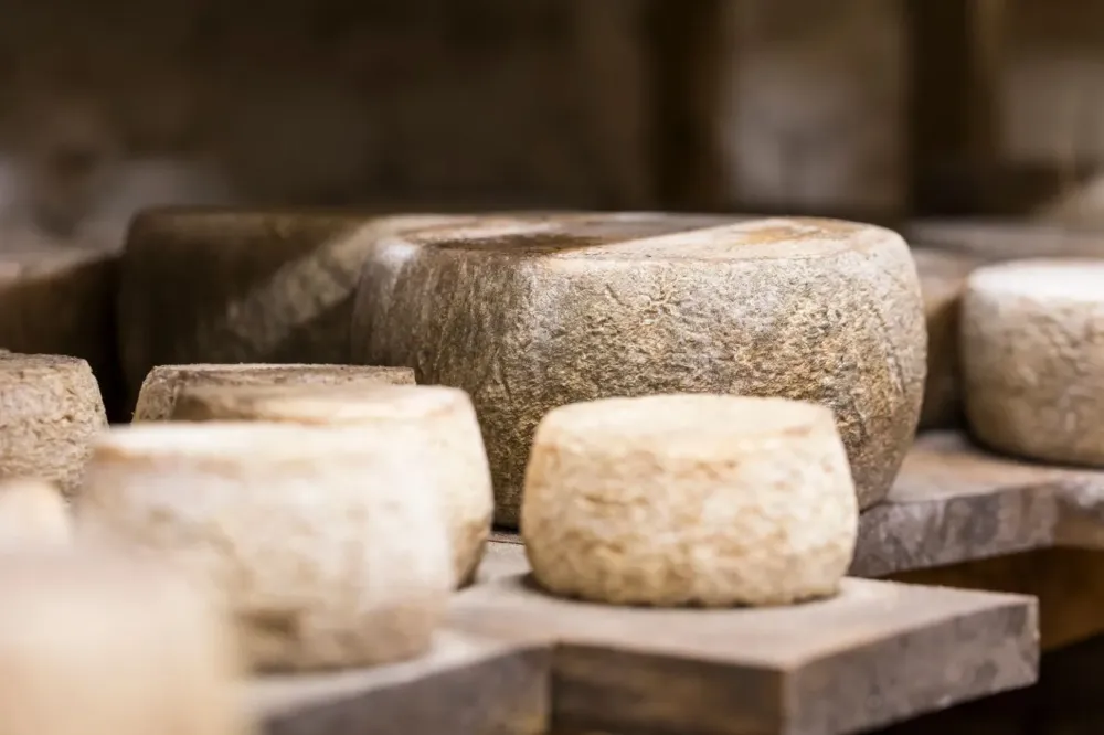 Producteur de fromage à Treigny-Perreuse-Sainte-Colombe